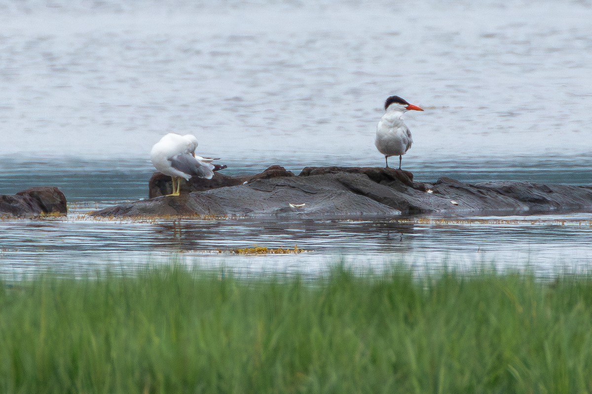 Caspian Tern - ML594986251