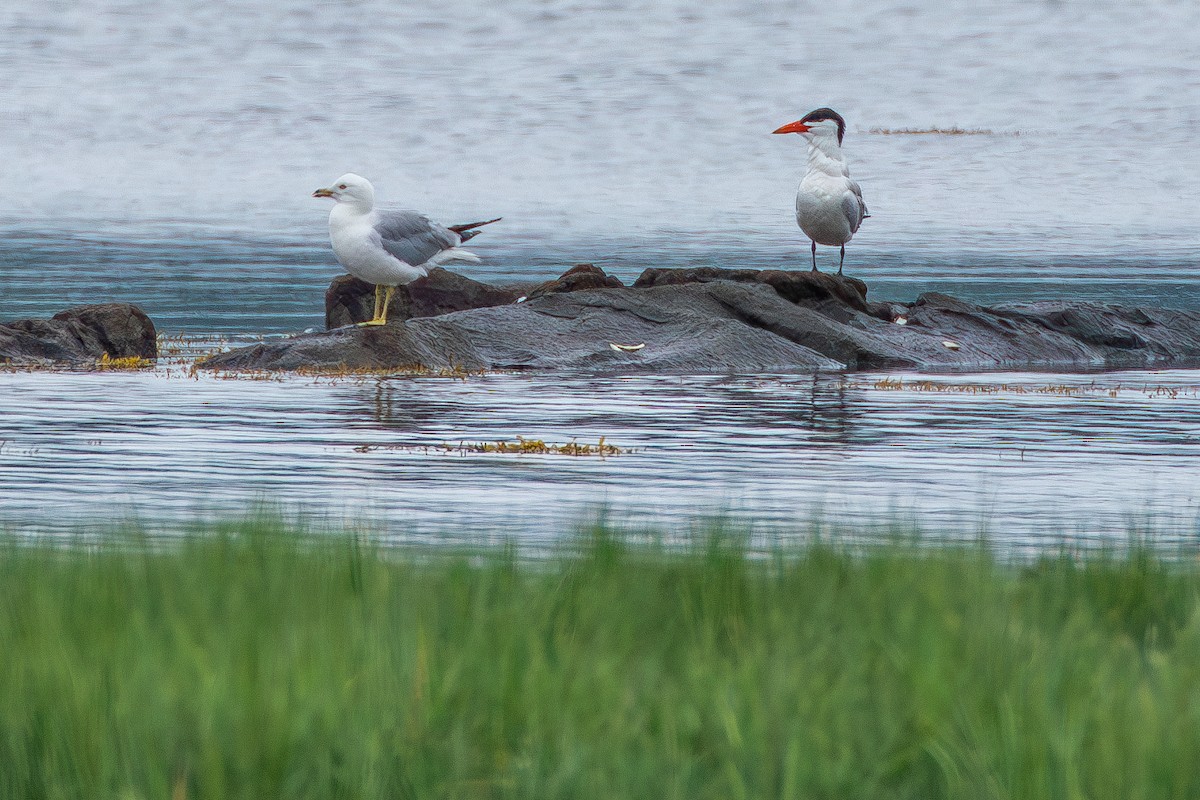 Caspian Tern - David Bergstrom