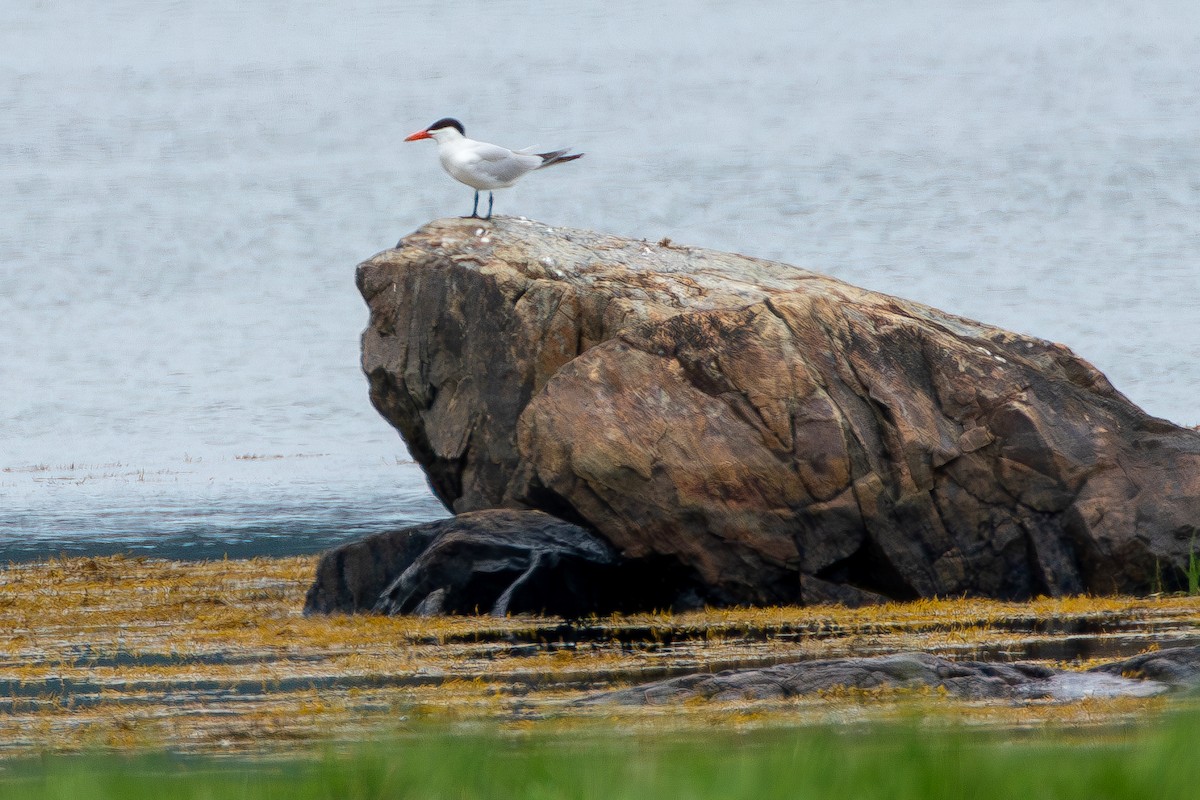 Caspian Tern - ML594986271