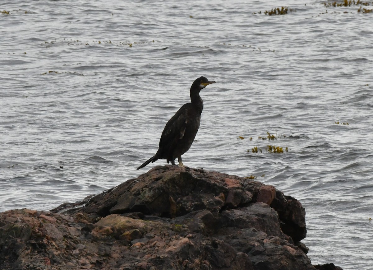 Great Cormorant - David Barnett