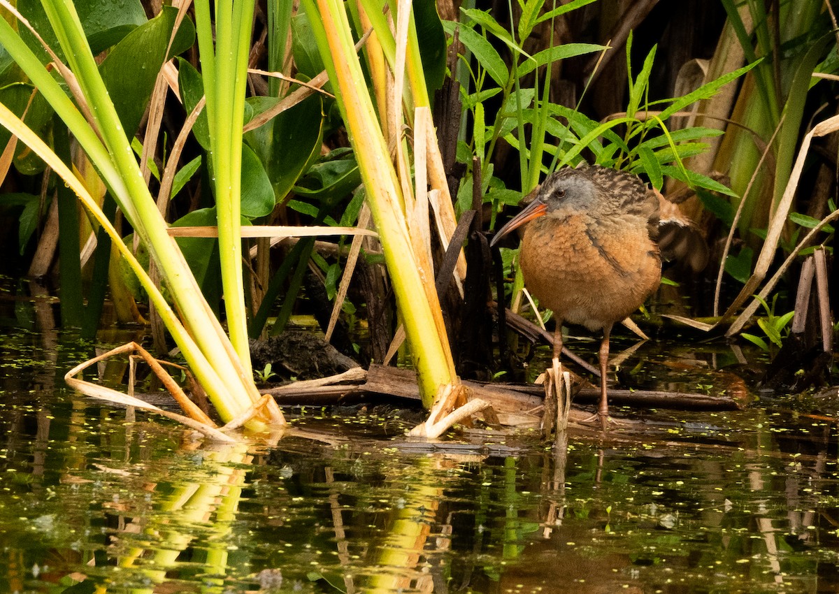 Virginia Rail - ML594988111