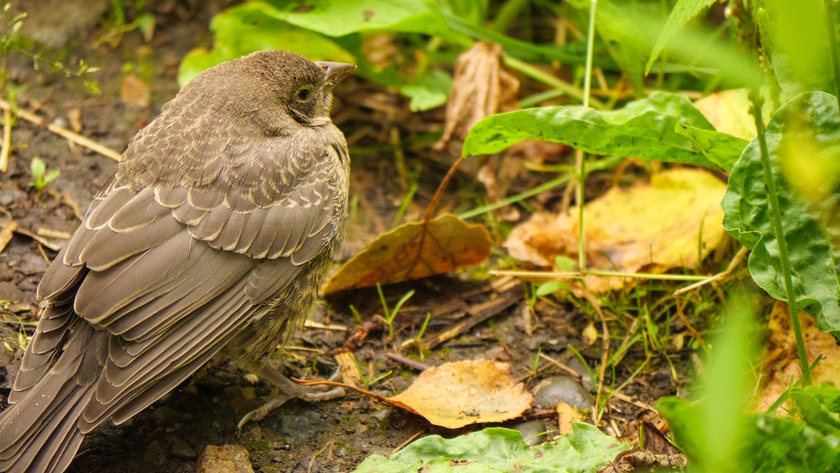 Brown-headed Cowbird - Larry Joseph