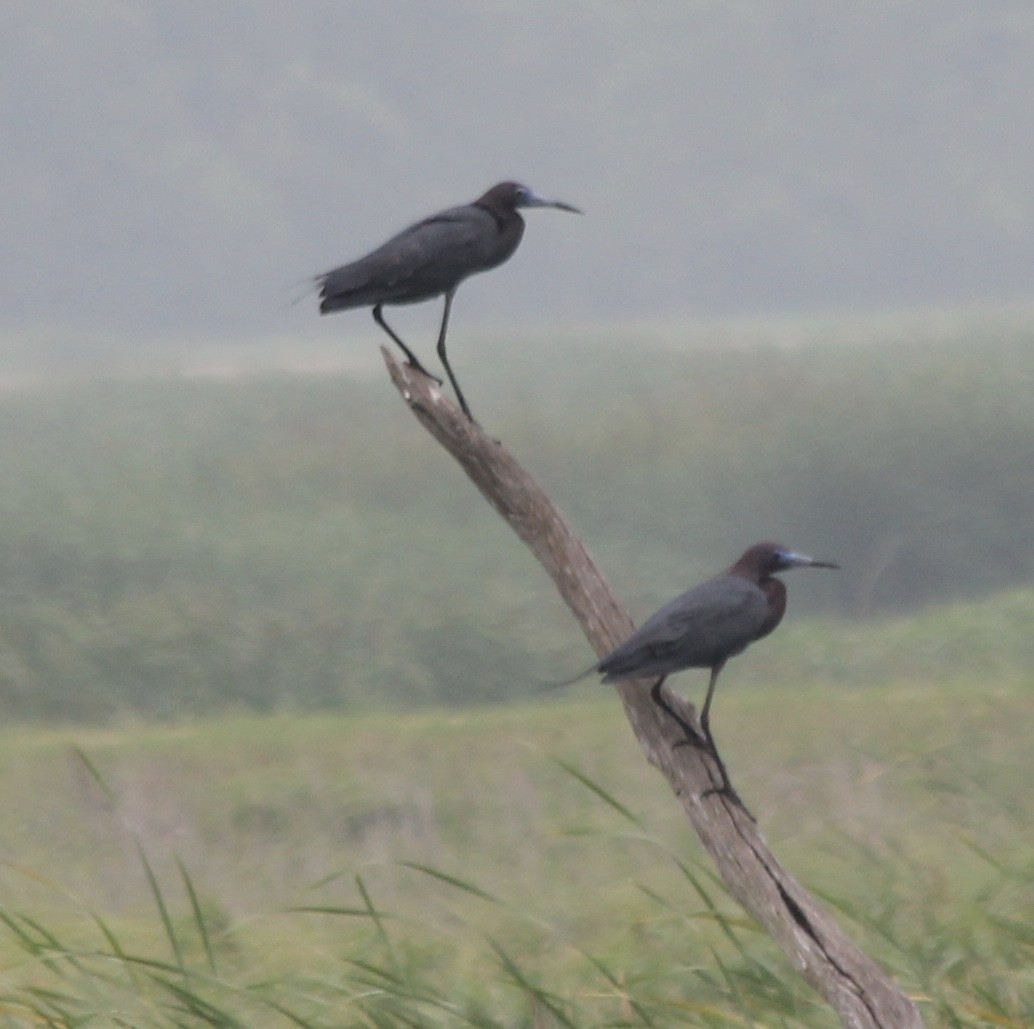 Little Blue Heron - ML59498881