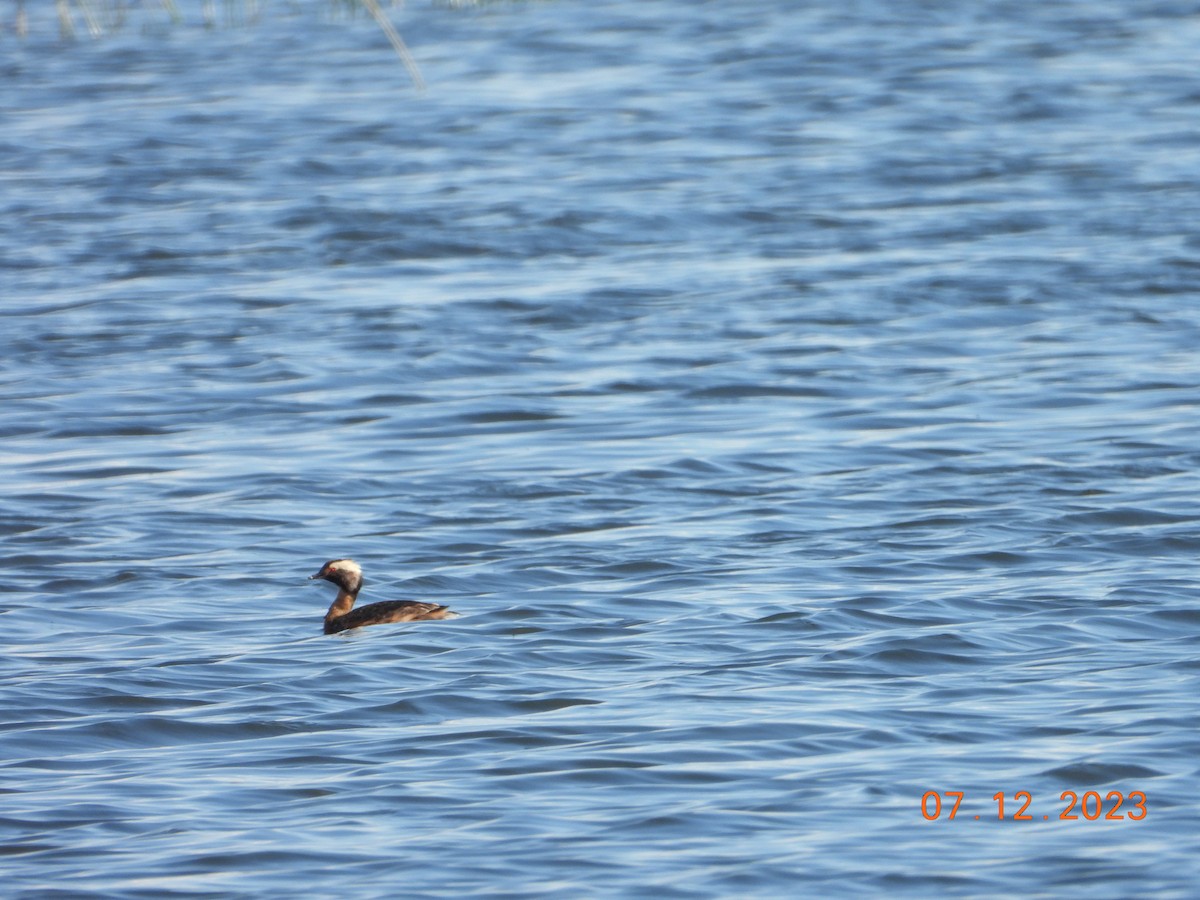 Horned Grebe - ML594989021