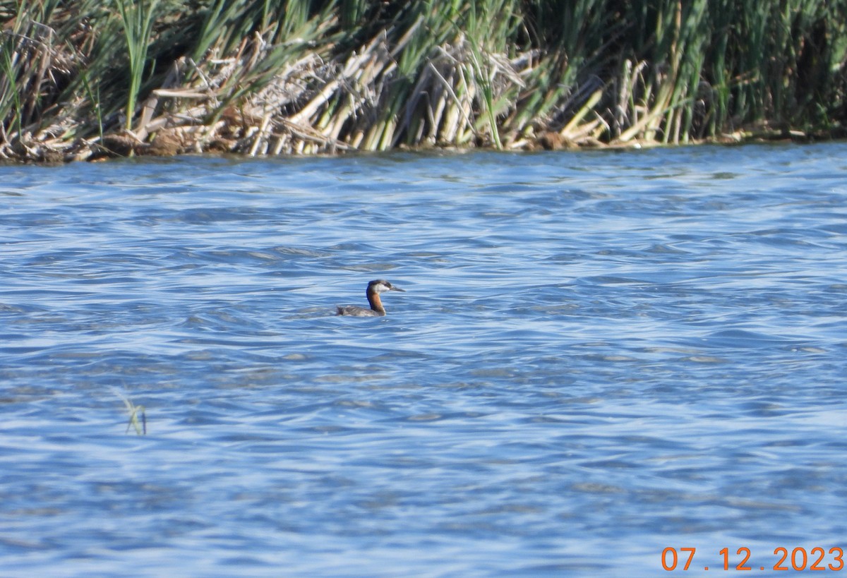 Red-necked Grebe - ML594989131