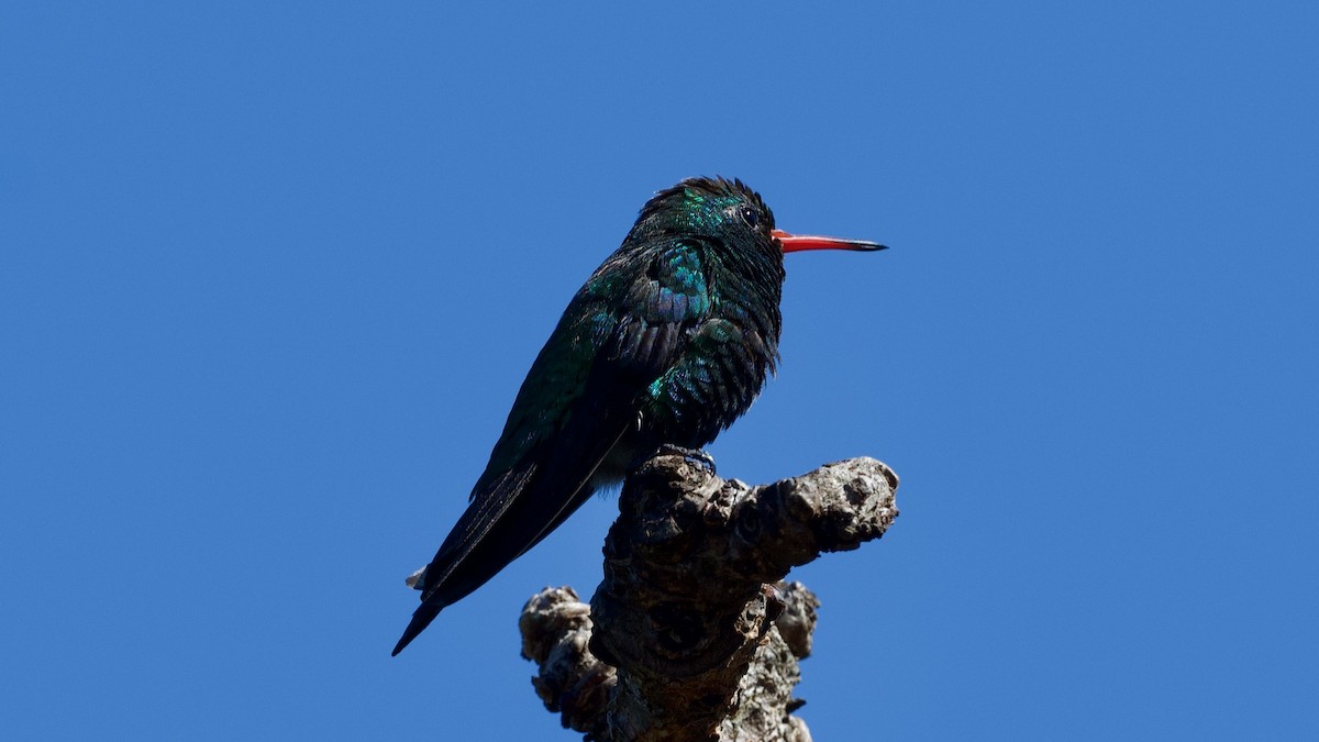 kolibřík lesklobřichý - ML594989301