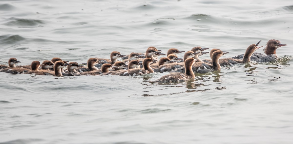 Common Merganser - Gale VerHague