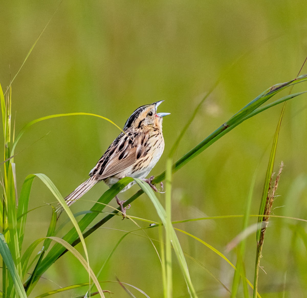 LeConte's Sparrow - ML594989921