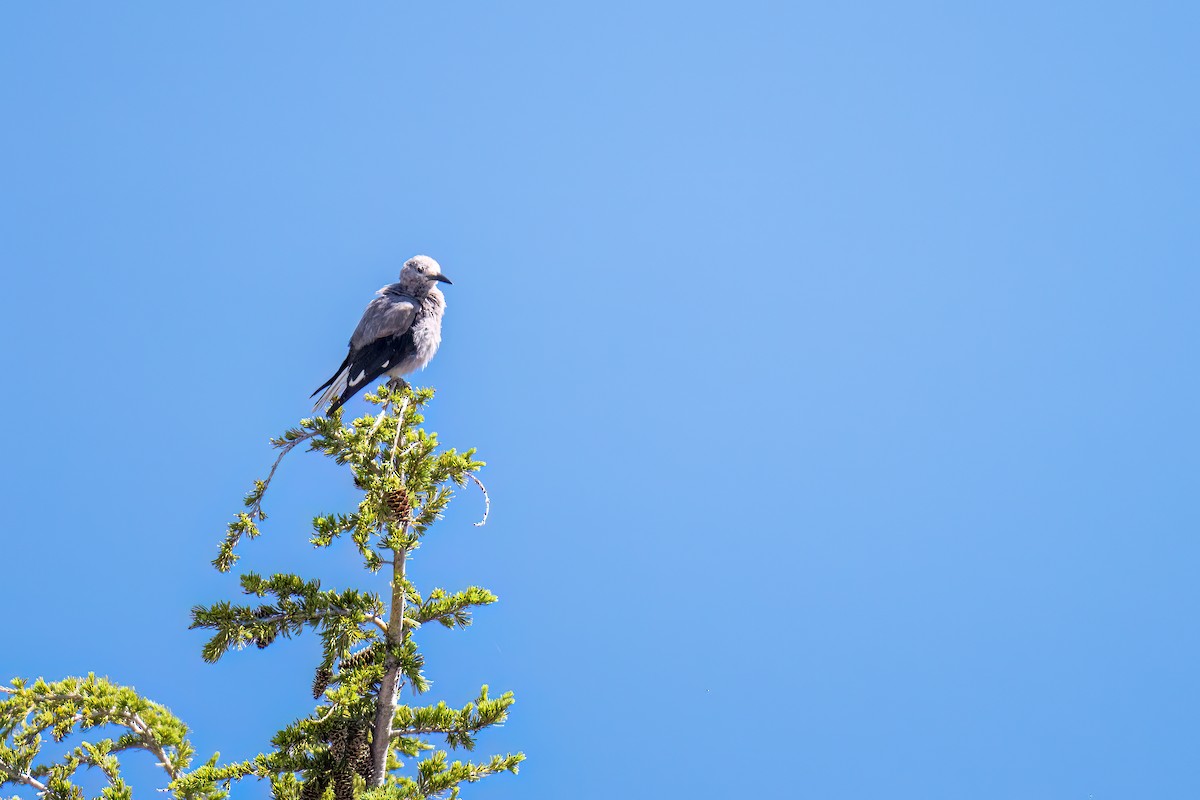 Clark's Nutcracker - Matt Saunders