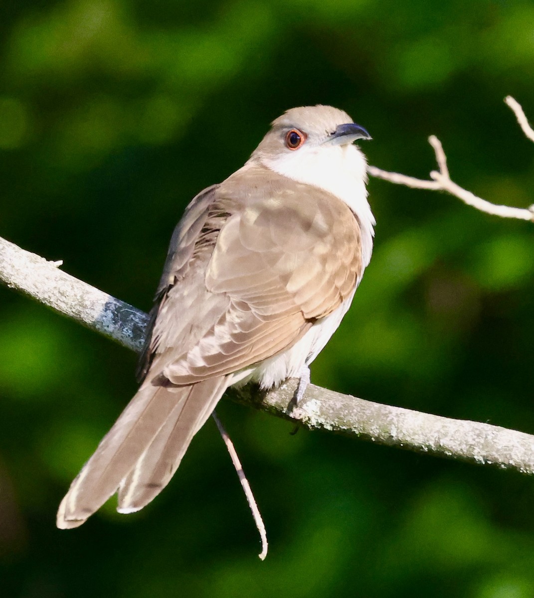 Black-billed Cuckoo - ML594990191