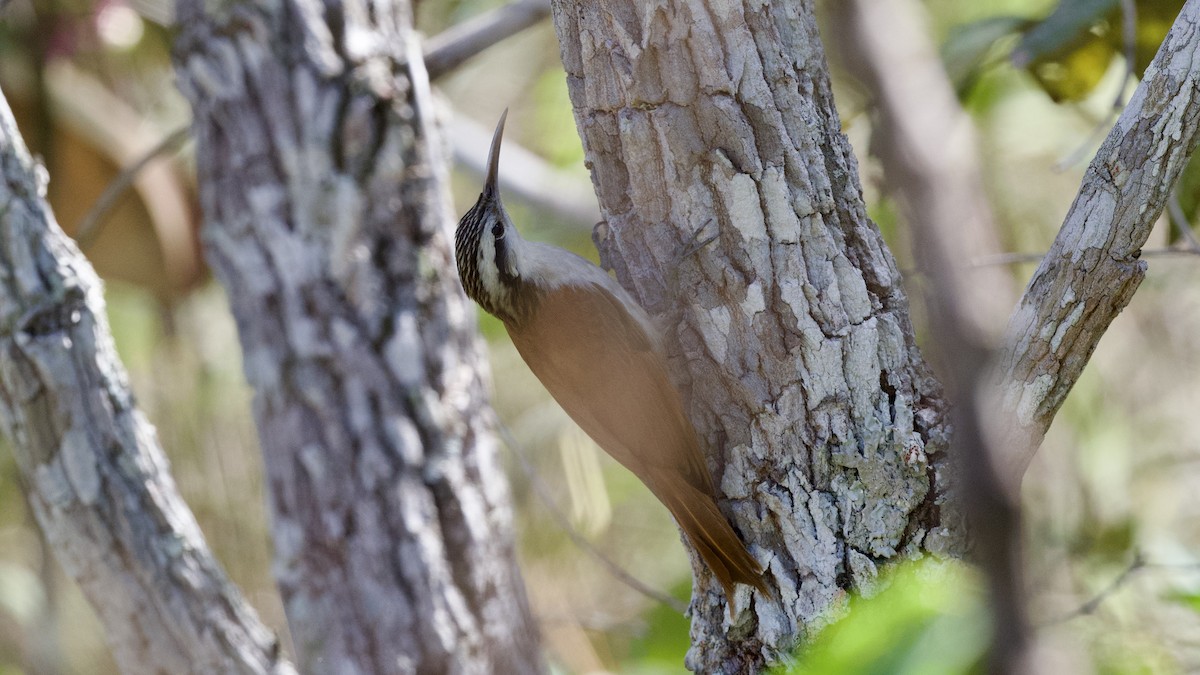 Narrow-billed Woodcreeper - David Theobald