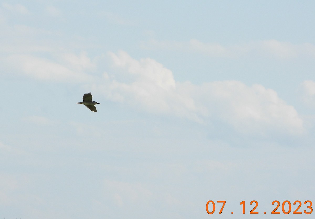 Black-crowned Night Heron - ML594990291