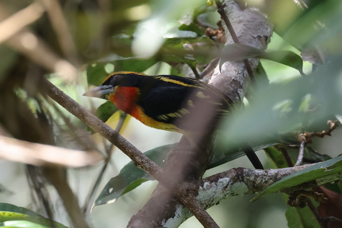 Gilded Barbet - ML594990351
