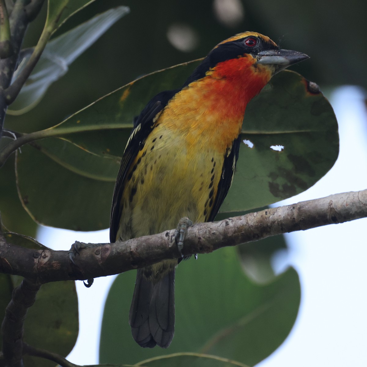 Gilded Barbet - ML594990361