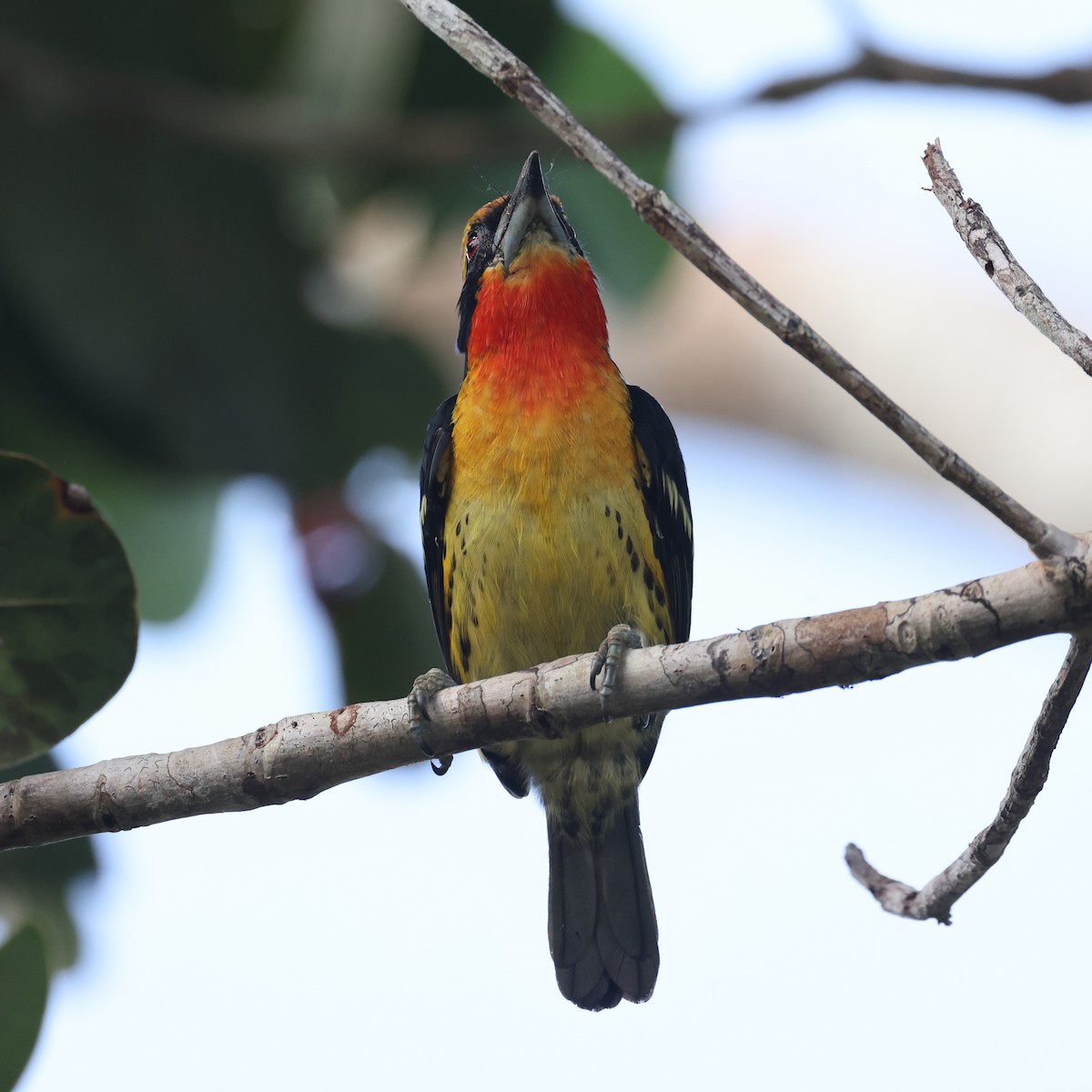 Gilded Barbet - ML594990371