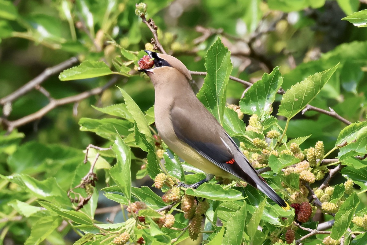 Cedar Waxwing - ML594990421