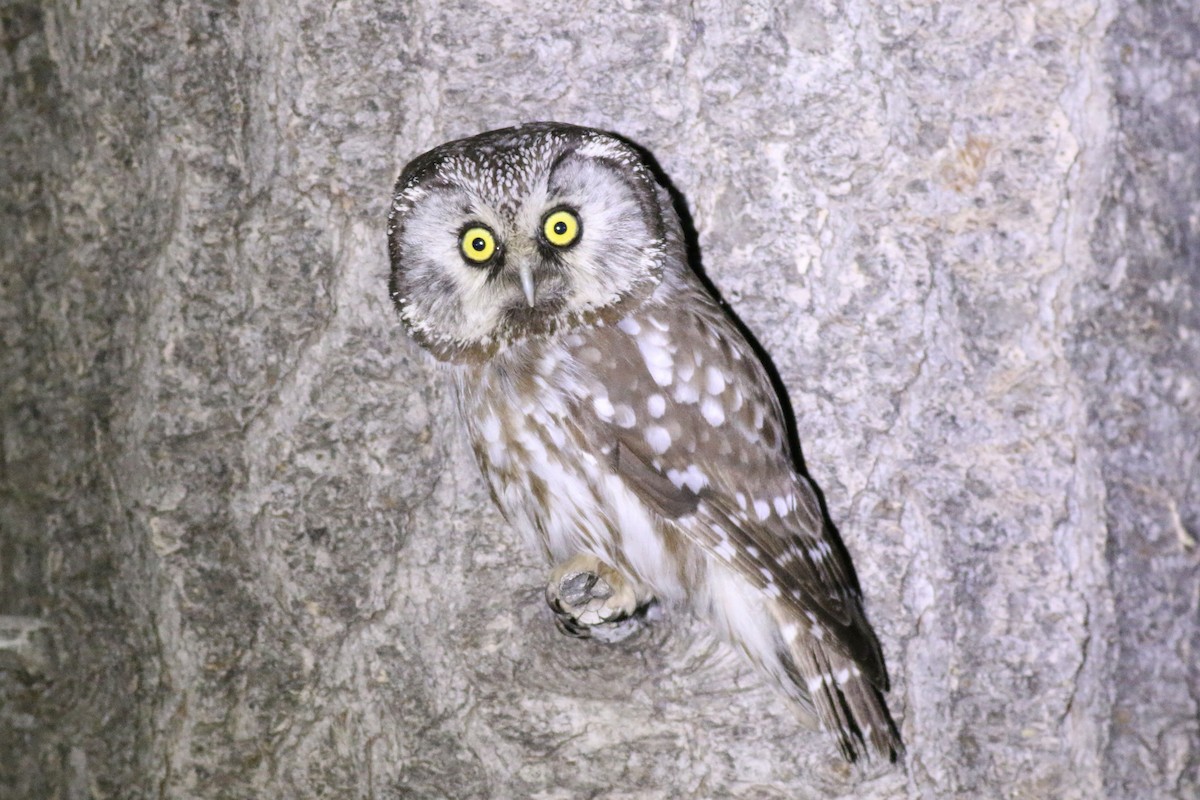 Boreal Owl - Harrison Hepding