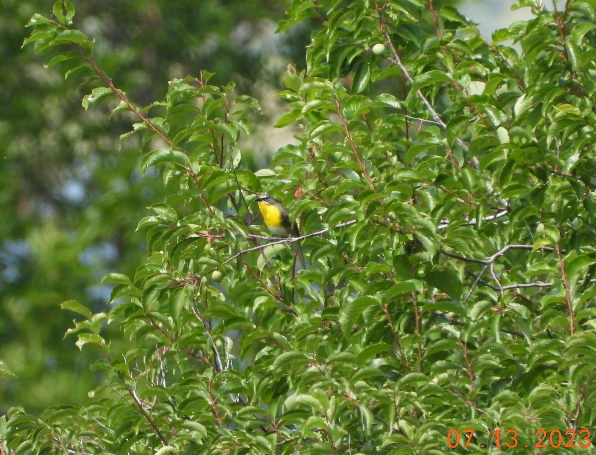 Yellow-breasted Chat - ML594990861