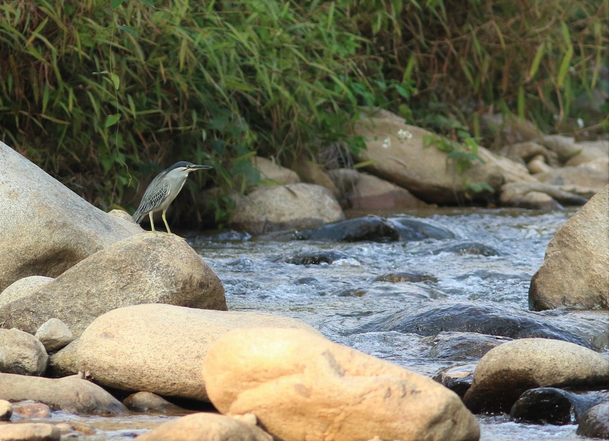 Striated Heron - ML594991031