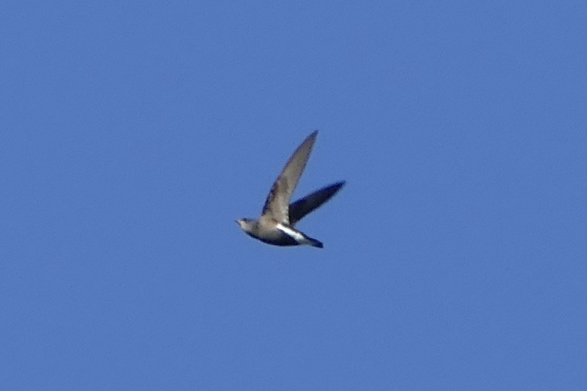 Silver-backed Needletail - Peter Kaestner