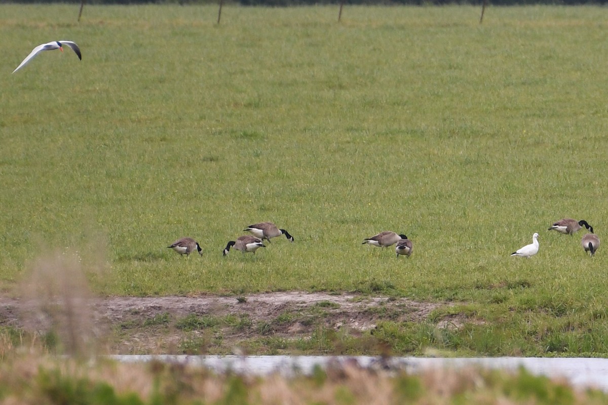 Ross's Goose - ML594992761