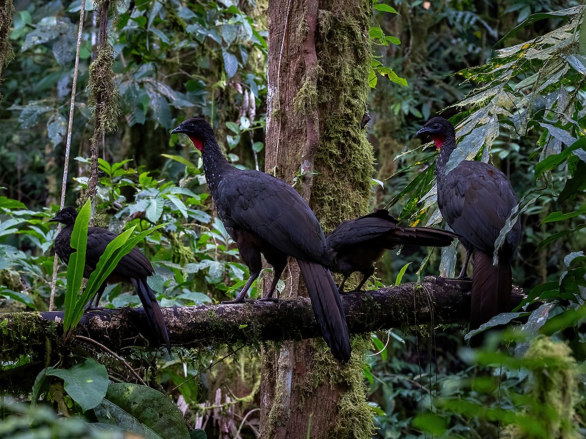 Crested Guan - Sean Sparrow