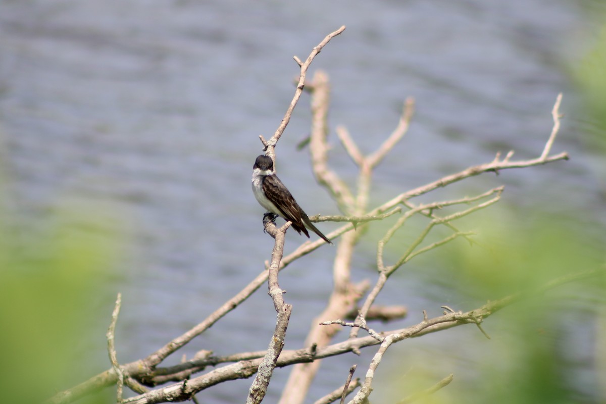 Eastern Kingbird - ML594993791