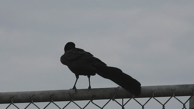 Quiscale à longue queue - ML594994101