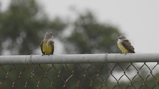 Western Kingbird - ML594994201