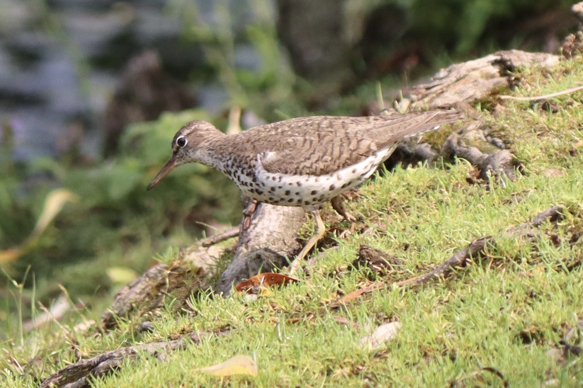 Spotted Sandpiper - Erica West