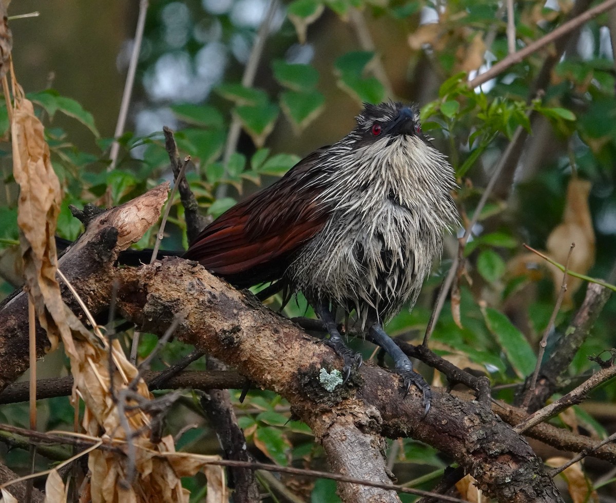 White-browed Coucal - ML594995431