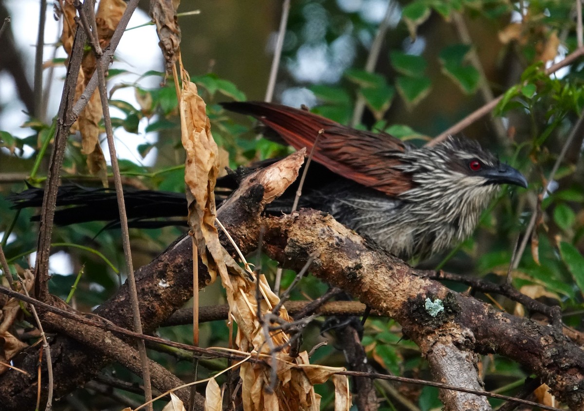 White-browed Coucal - ML594995441