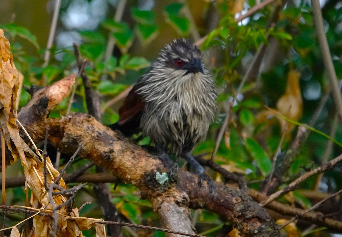 White-browed Coucal - ML594995461