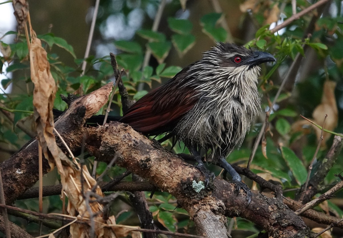 White-browed Coucal - ML594995471