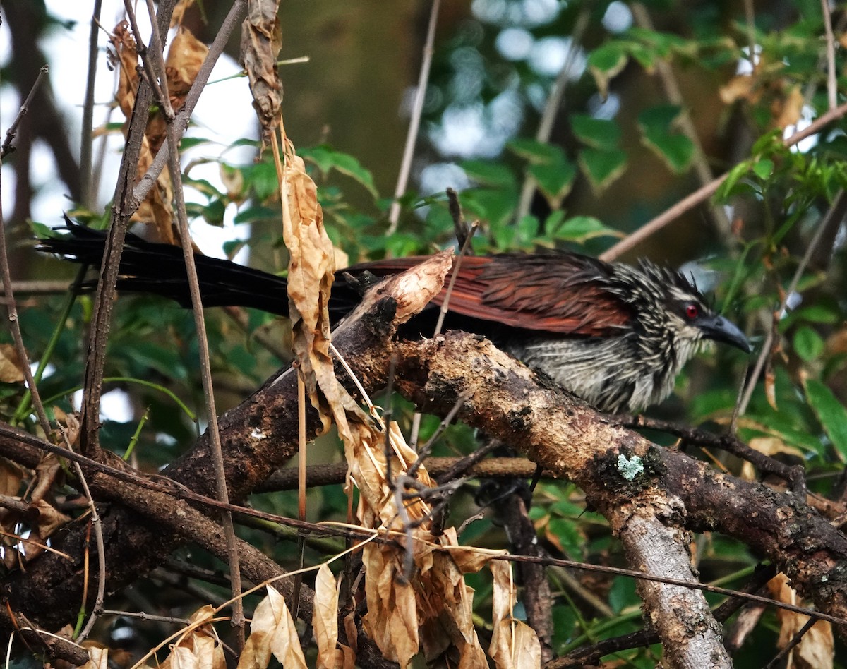 White-browed Coucal - ML594995481