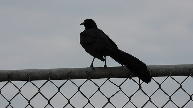 Quiscale à longue queue - ML594996211