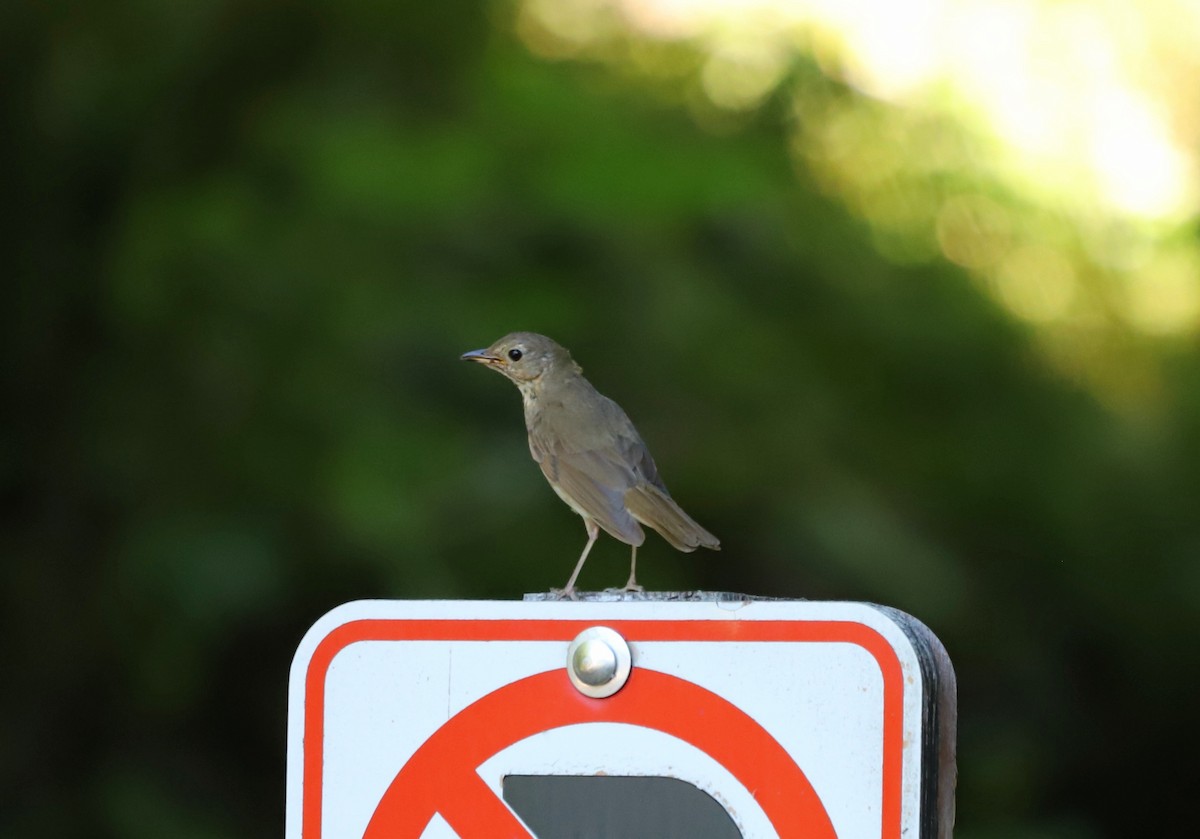 Swainson's Thrush (Russet-backed) - ML594996641