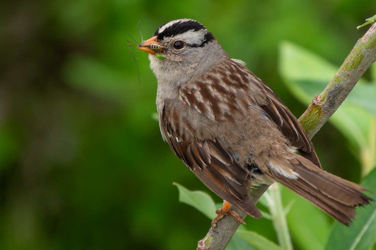 White-crowned Sparrow - ML594996851