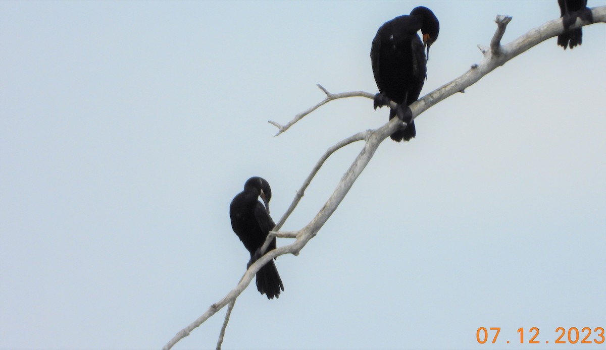 Neotropic Cormorant - ML594996881