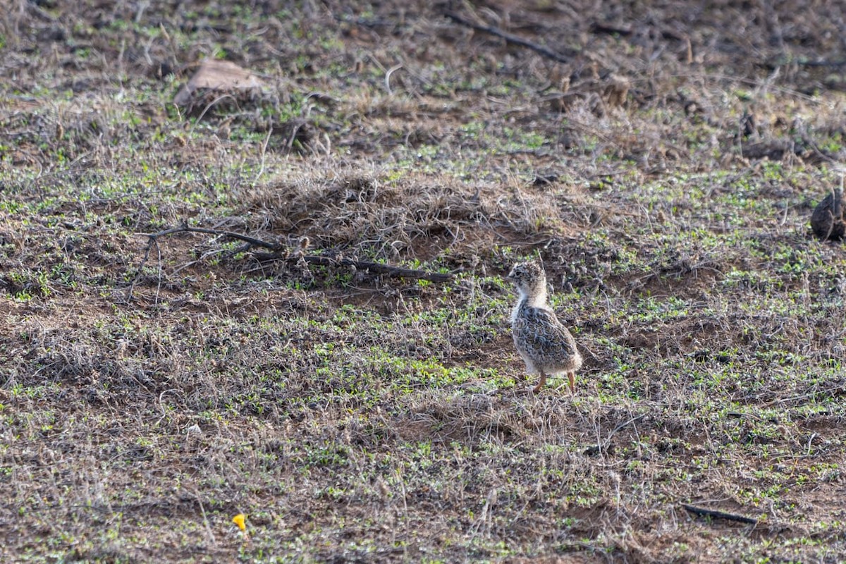 Least Seedsnipe - Jorge Ugalde