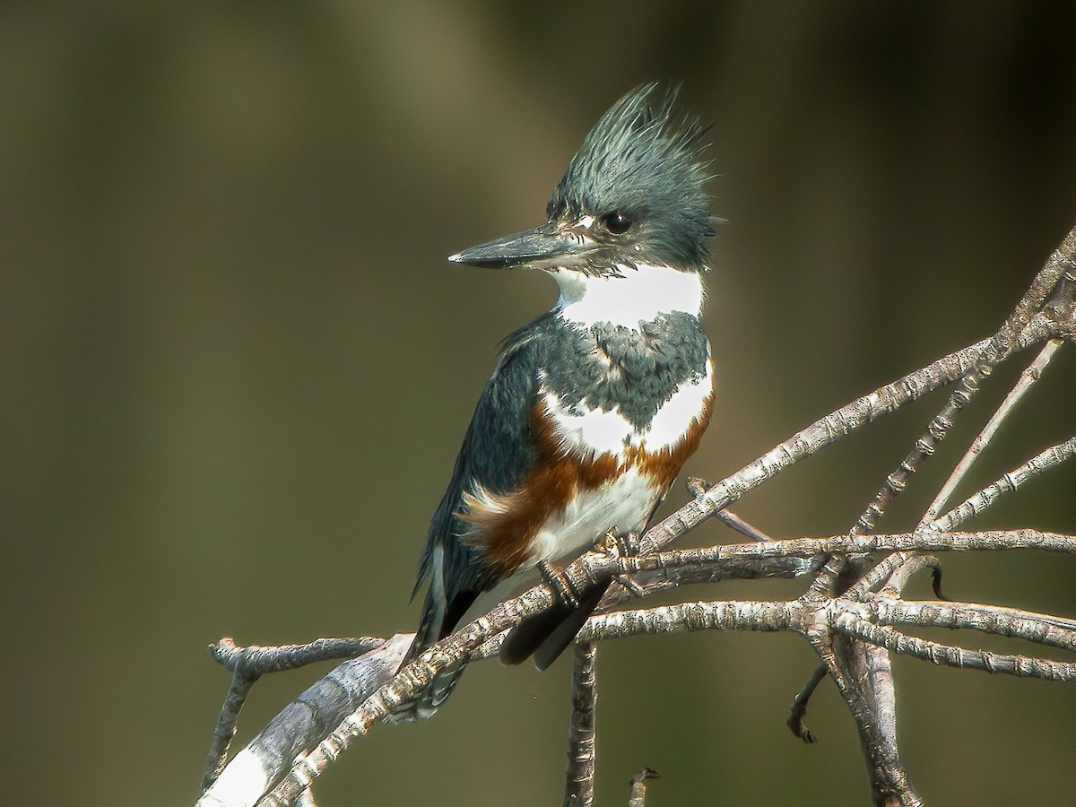 Belted Kingfisher - ML594997181