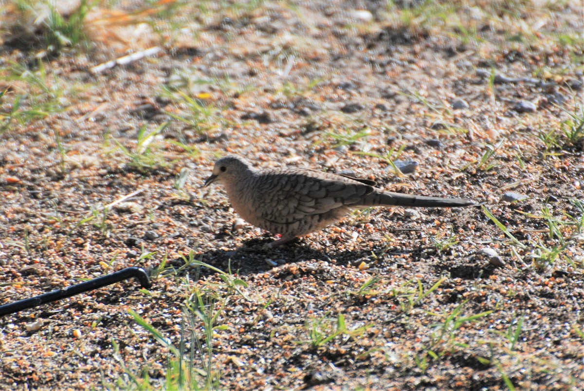 Inca Dove - ML594997801