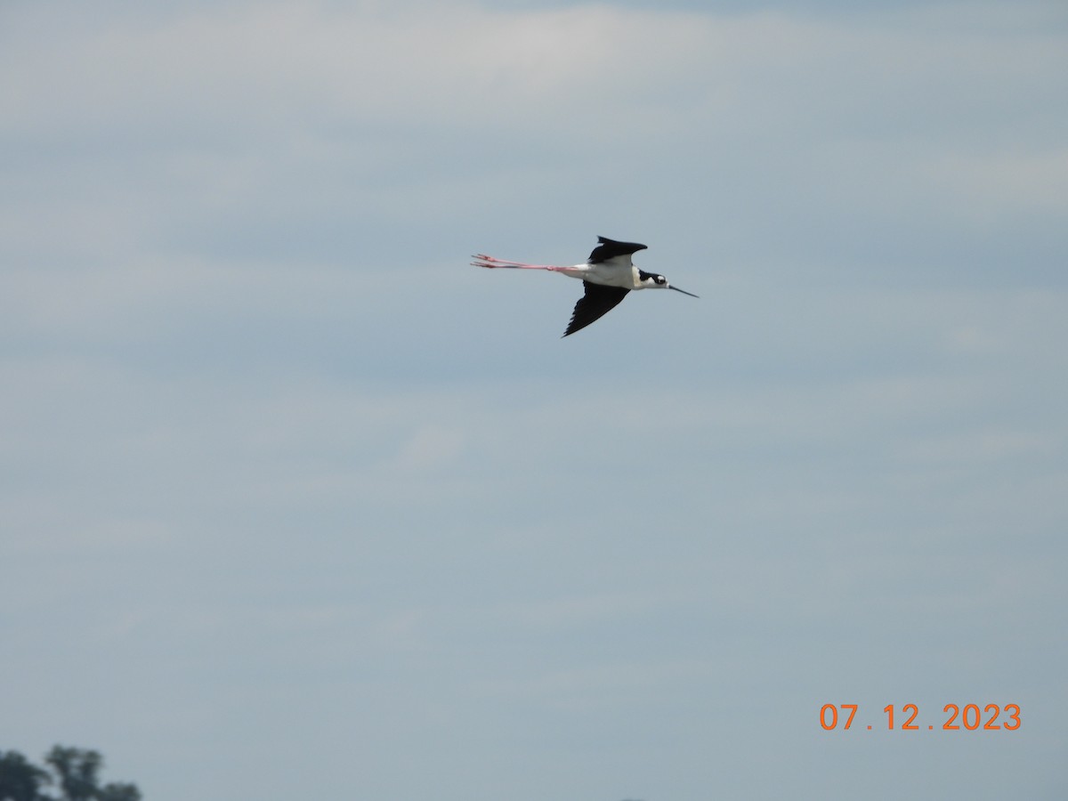 Black-necked Stilt - ML594998011