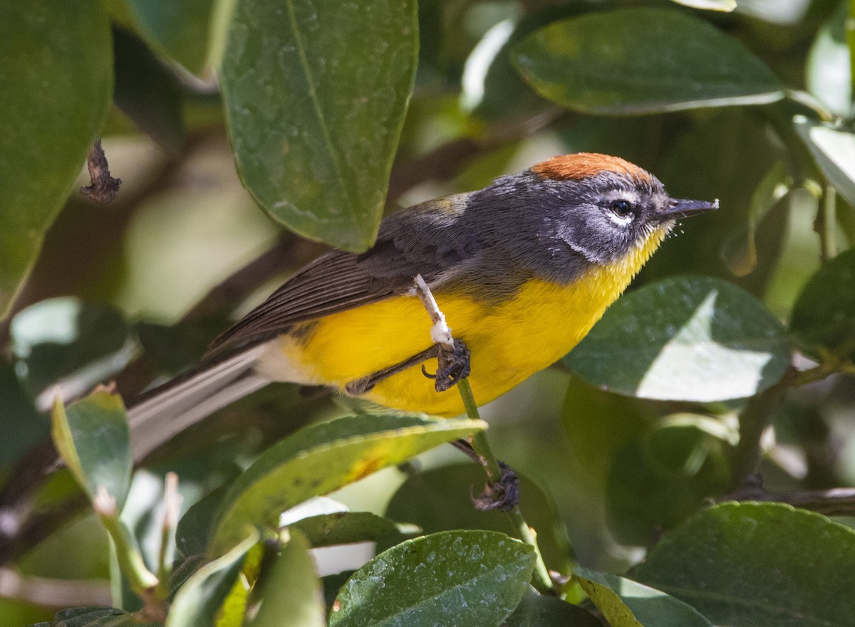 Brown-capped Redstart - Daniel Luciano