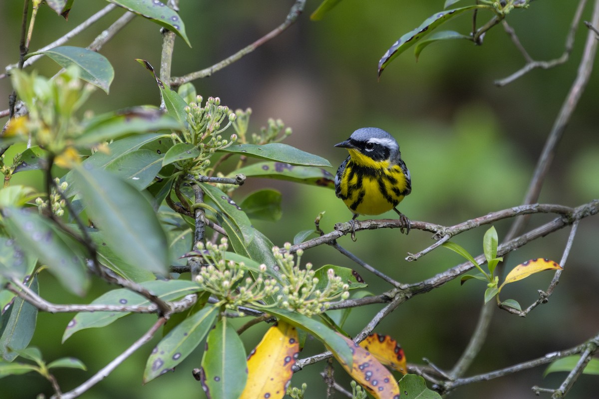 Magnolia Warbler - ML594998451