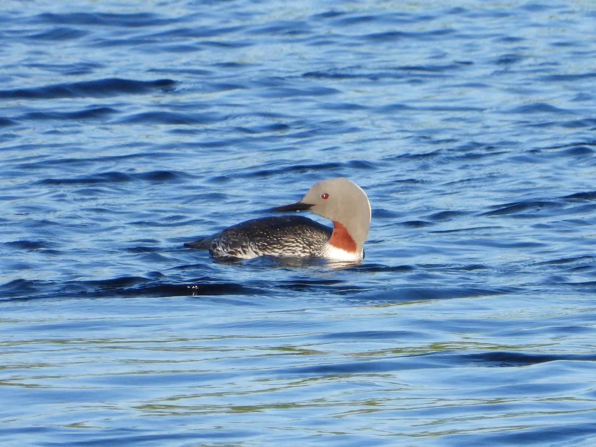 Red-throated Loon - ML594999701