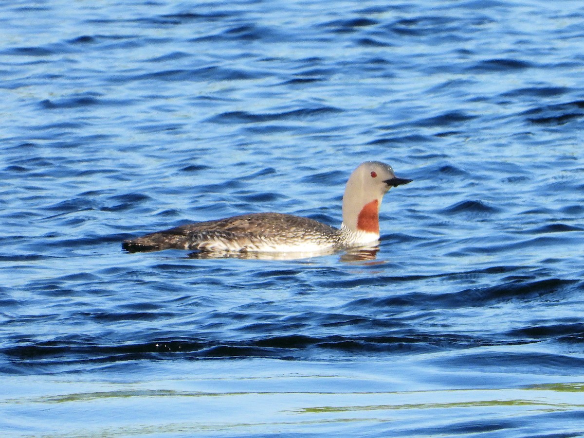 Red-throated Loon - ML594999731