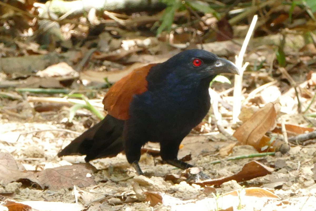 Greater Coucal - ML595001171
