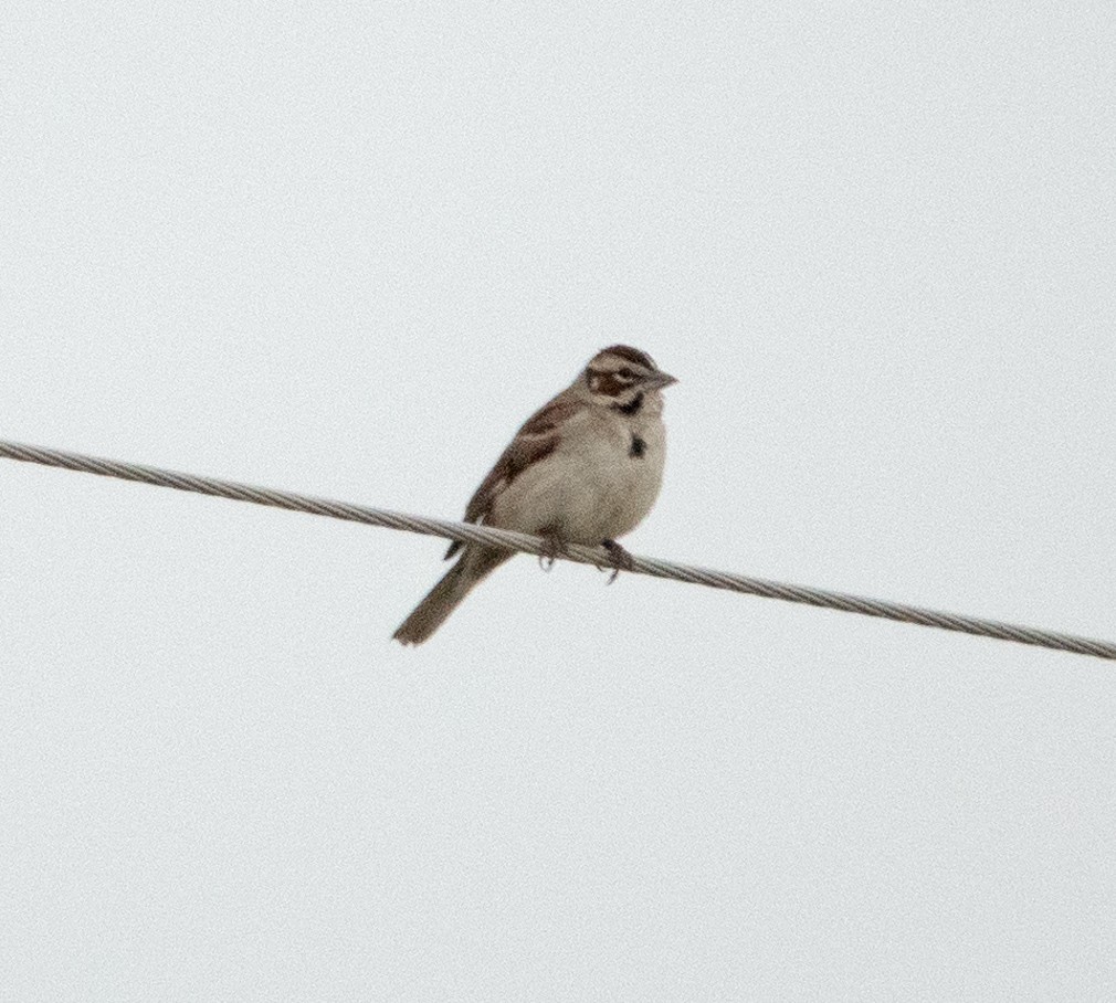 Lark Sparrow - ML595001941