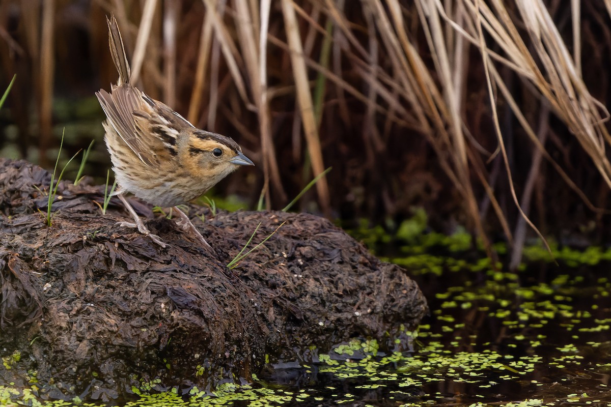 Nelson's Sparrow (Interior) - ML595002061